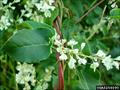 Russian-vine